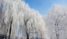 美丽的吉林雾凇