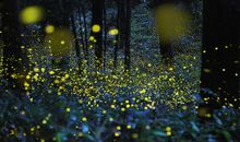 夏夜·童年·萤火虫