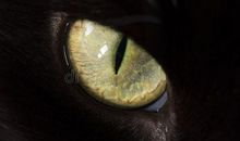 为他拍特写镜头