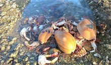 神秘消失的“老伙计”