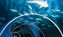 精彩的海洋公园