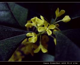 桂花“小偷”