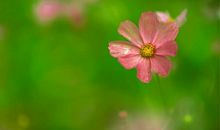 幸福之花开在心头