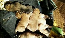 小狼小狼读后感