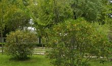 难忘校园的桂花树