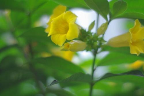 黄色和绿色的韦弗鸟