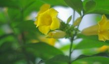 那只黄绿相间的织巢鸟