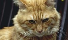 家有俩“活宝”