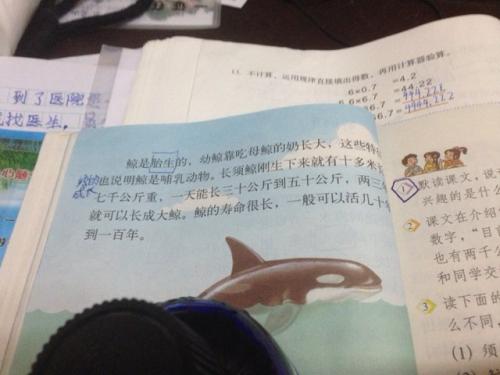 五年级鲸的自我报告
