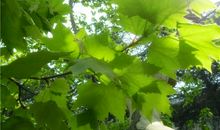 梧桐树叶历险记