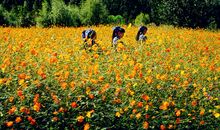 不与人知的美丽