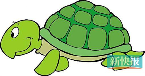 可爱的小乌龟组成