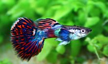 孔雀鱼