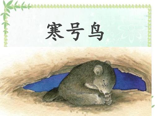 小寒鸟