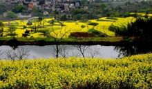 房前那片油菜花