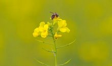 春天里的棒棒糖