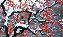 柿子里有个世界