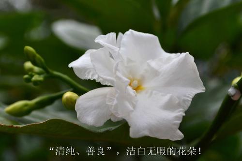 烈士，安息