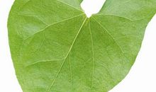 我眼中最美的叶子