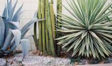 我喜欢的仙人掌