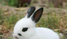 公园的“小兔子”