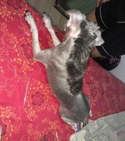 迷你雪纳瑞犬