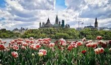 我是一株郁金香