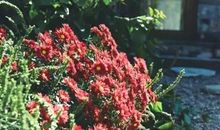 洒满阳光的石子路