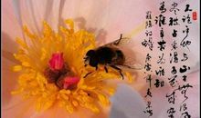 诗文为伴，风光无限