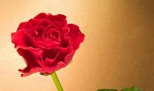 感恩的花，开在阳光遍洒的路上