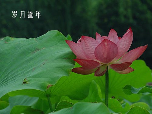 在短暂的岁月中成长