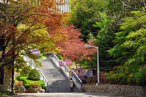 美丽的大学