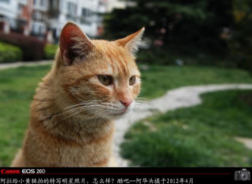 小黄猫