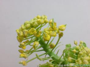 白菜生长观察日记