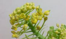 白菜生长观察日记