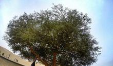 一棵渴望旅行的树