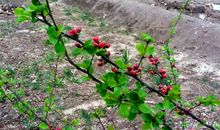 春天毕竟是春天