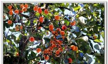 成长路上的老柿树