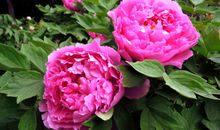 我的植物朋友牡丹