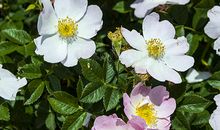 庭院角落里的野玫瑰