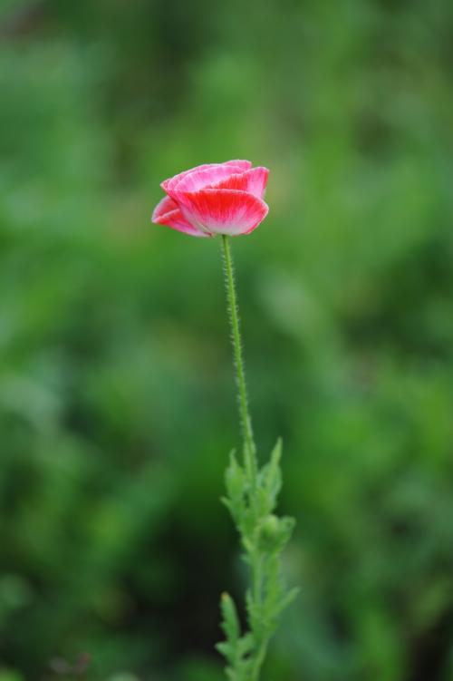 春天的花朵盛开