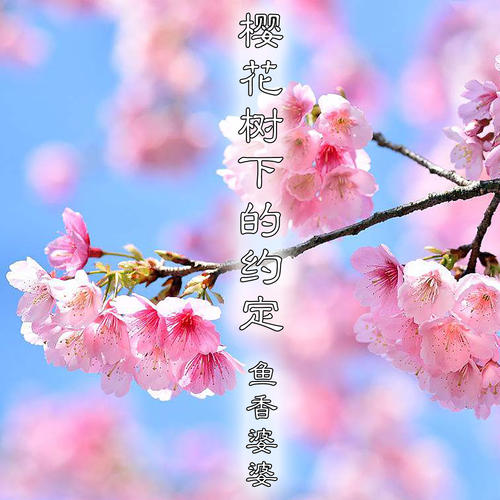 樱花下刻的承诺