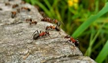 假如我只有蚂蚁大