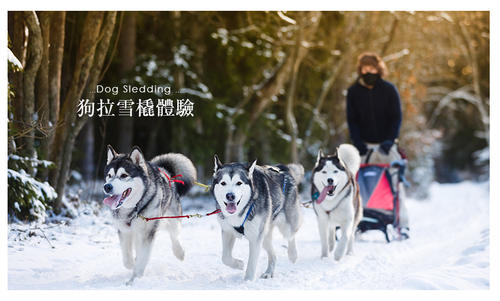 我征服了雪橇