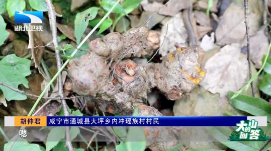 卑微的藤蔓