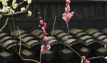 我与梅花的亲密接触