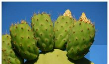 我最喜欢仙人掌