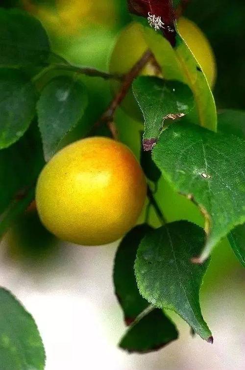 梅黄色