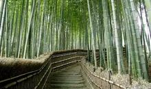 从毛竹身上得到的启示