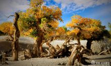 顽强不屈的生命